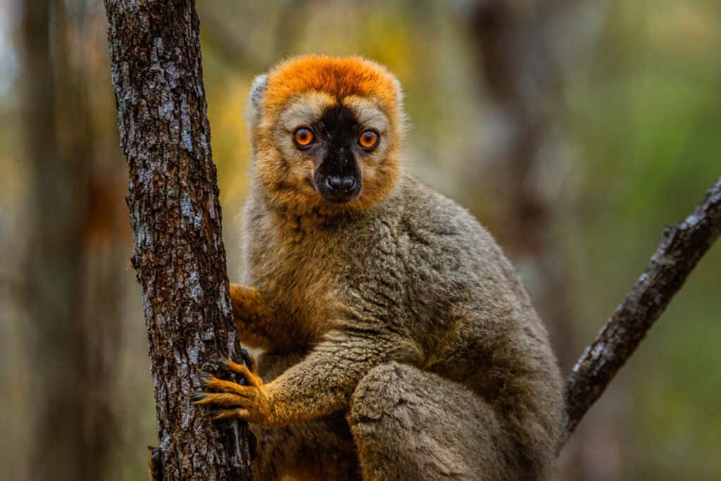 red-fronted brown lemur in a tree - the best places to see lemurs in Madagascar 