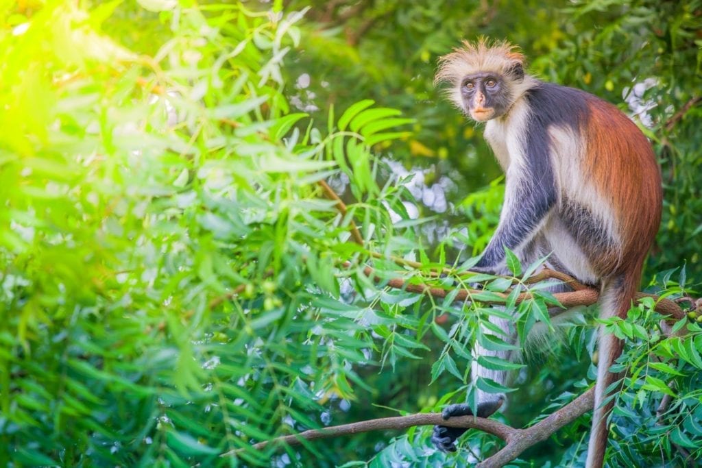 monkey, Jozani, Zanzibar by Hasin Shakur, Wikimedia Commons