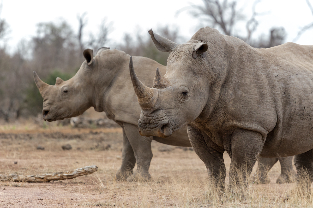 The rarest of the Big Five: the best places to see rhinos