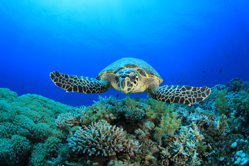 Hawksbill sea turtle by Rich Carey Shutterstock