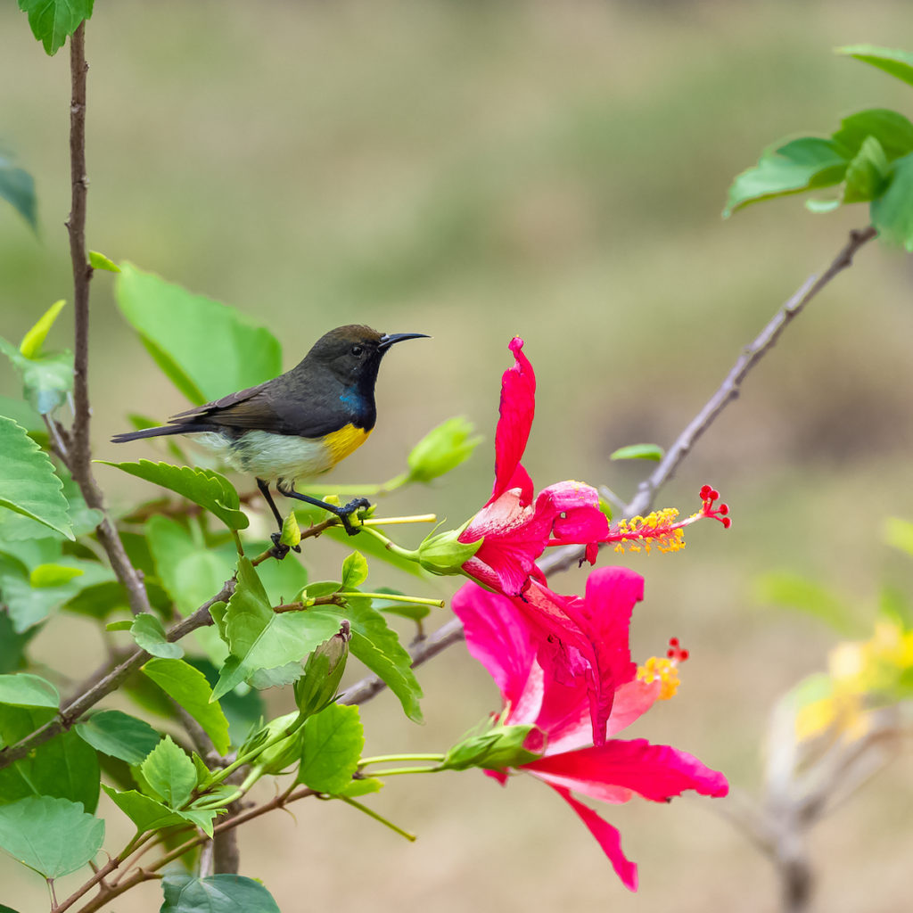 Newtons sunbird Sao Tome Principe by Pascale Gueret Shutterstock