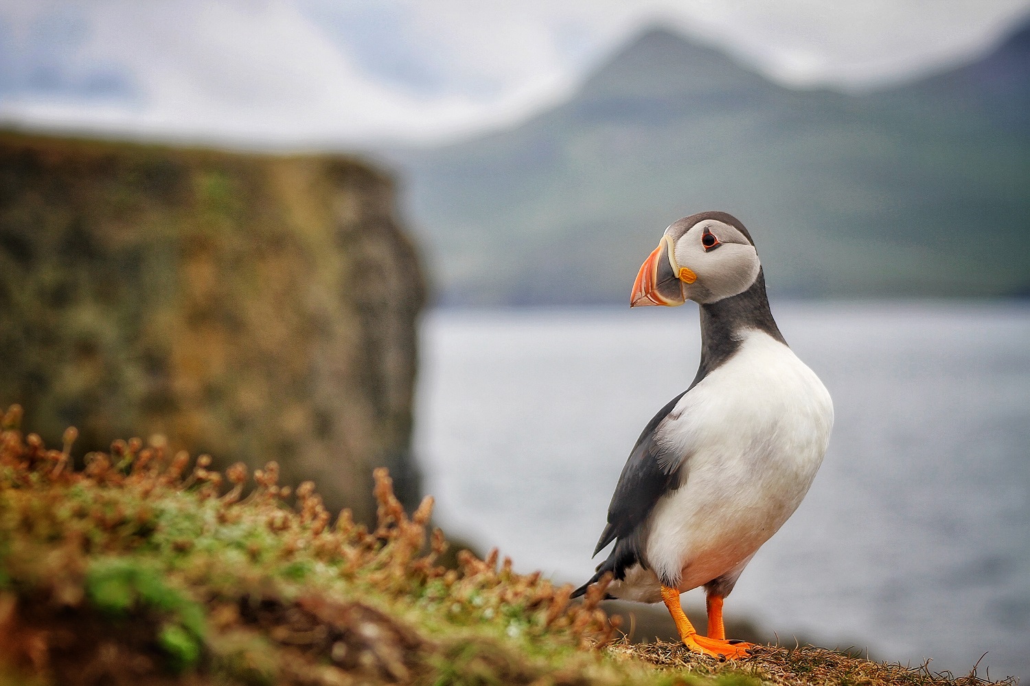 You can go observe the endearing Atlantic puffin, but time may be