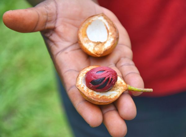 largest exporter of nutmeg