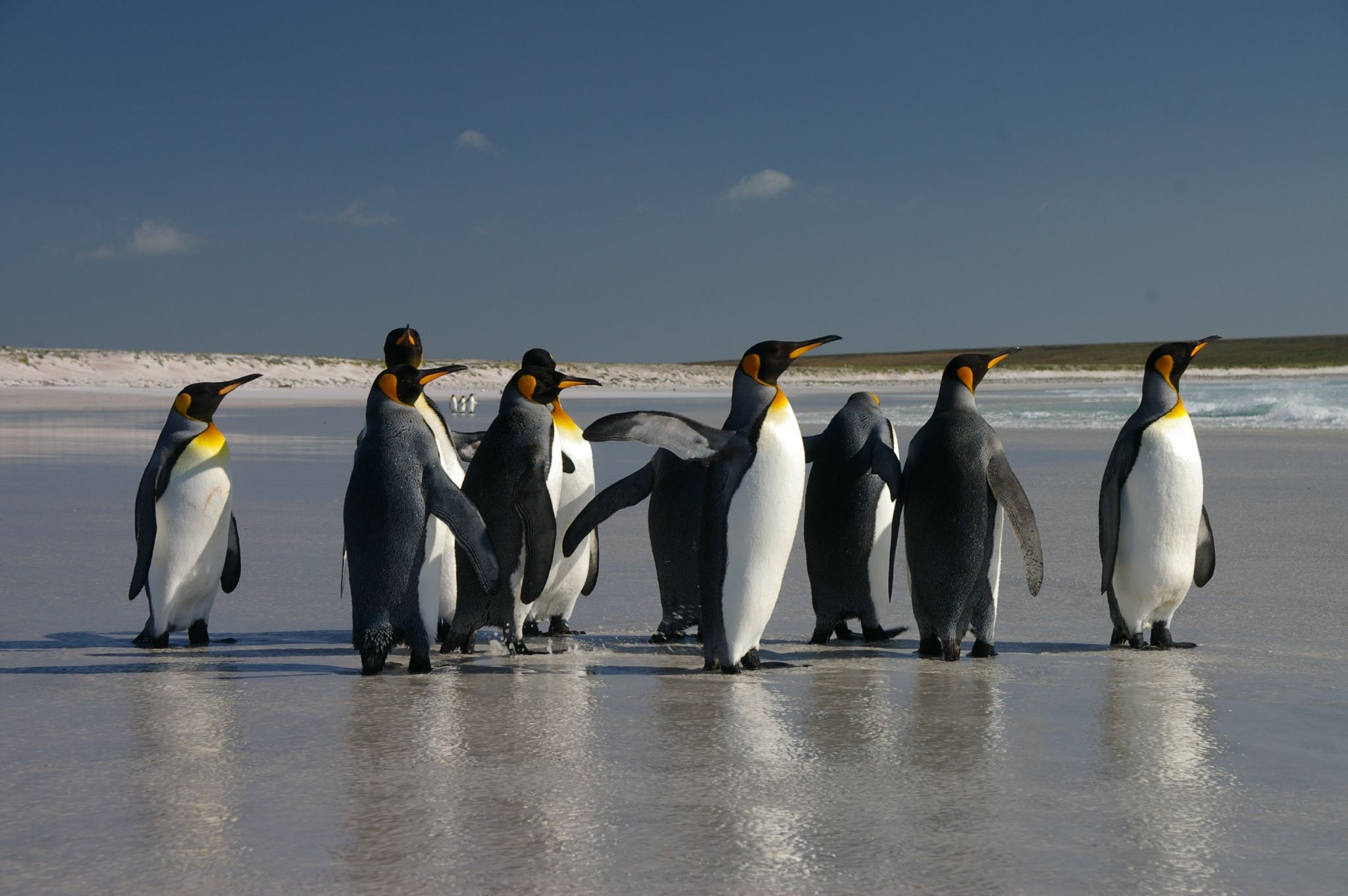 The best wildlife opportunities on the Falkland Islands