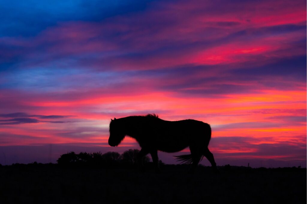 Where to stay in the New Forest