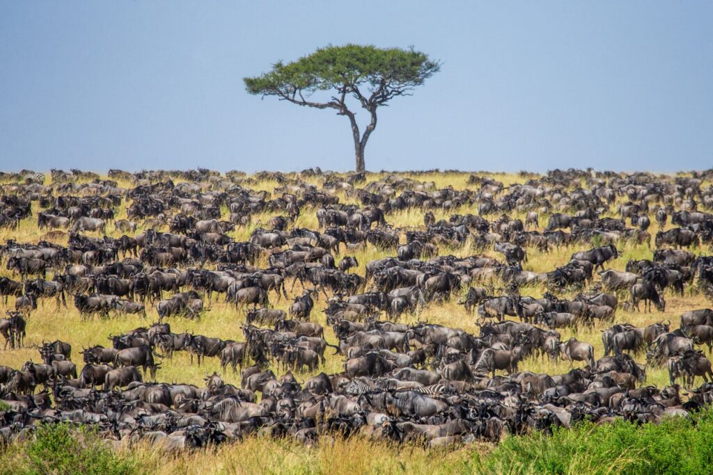 Wildebeest in the Masai Mara in Kenya 