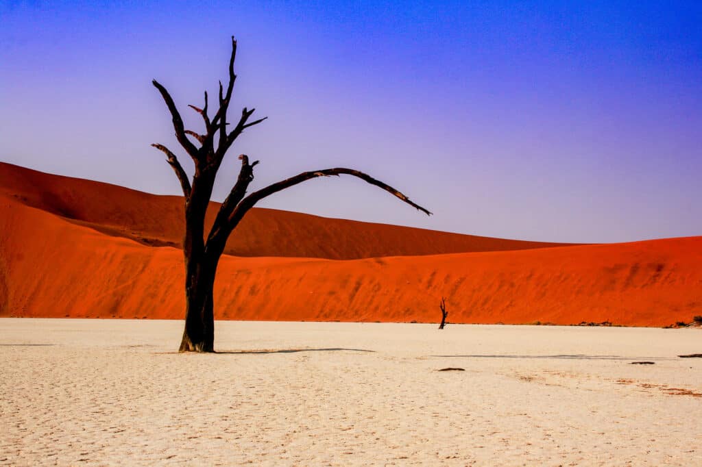 Sossusvlei Tree in the Namid Desert in Namibia - the best safaris in Africa 