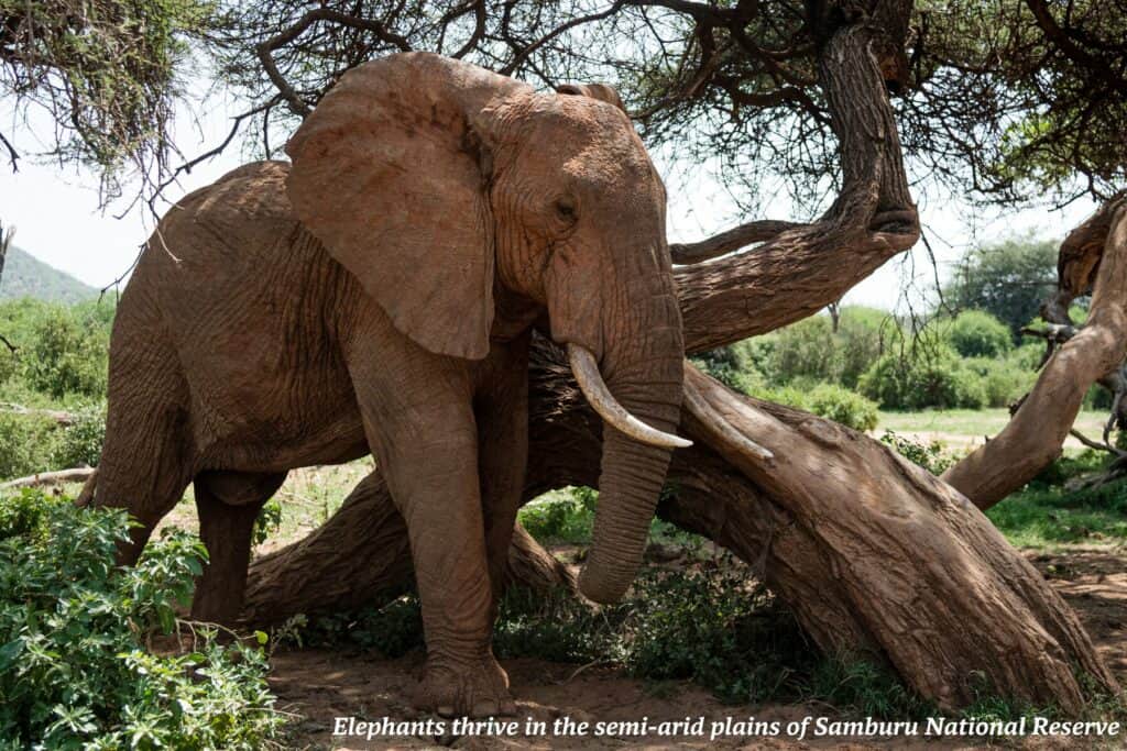 Elephant in Samburu National Reserve, Kenya - best safaris in Africa 