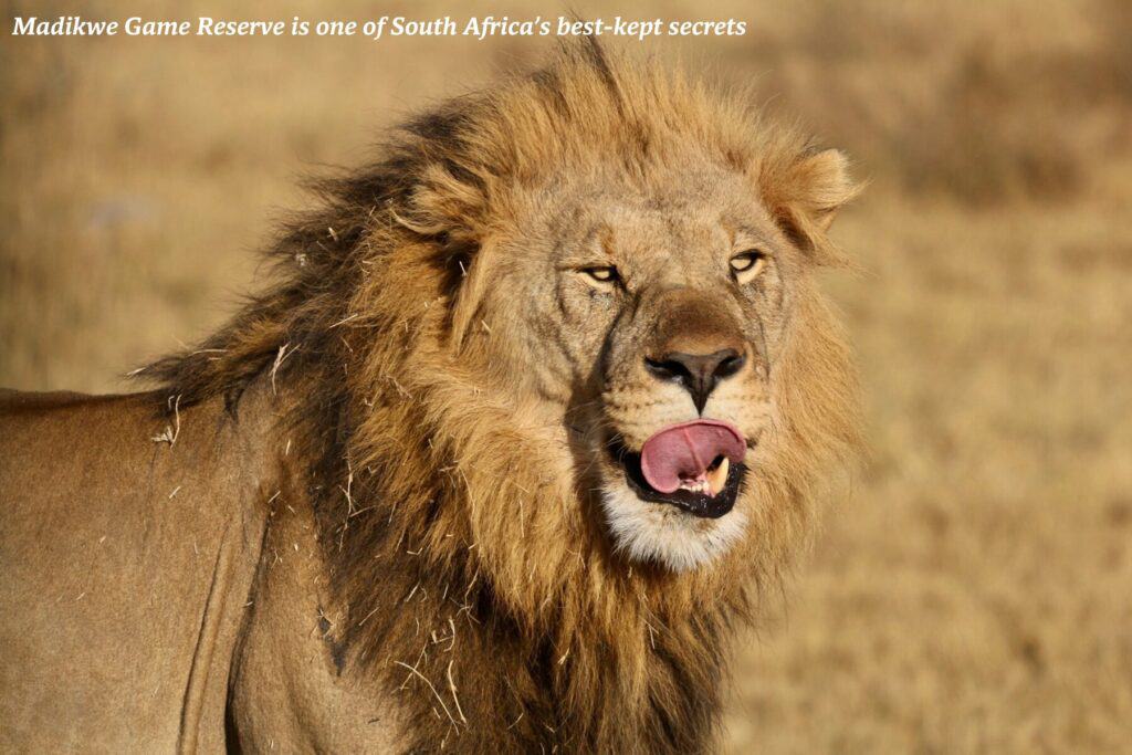 Lion on the Madikwe Game Reserve, South Africa - best safaris in Africa 