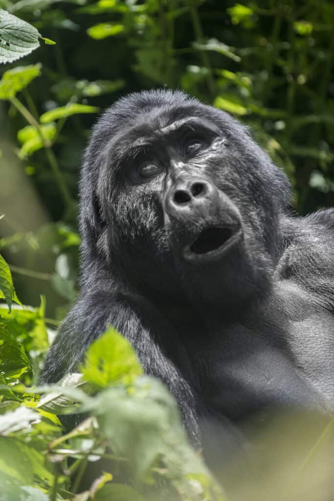 Close-up image of a silverback gorilla in Bwindi Impenetrable National Park, Uganda - best safaris in Africa 