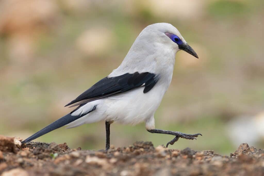 Stresemann’s bushcrow Ethiopia - best safaris in Africa 