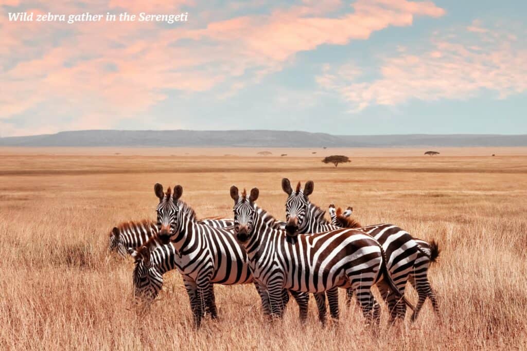 Group of wild zebra in the Serengeti - best safaris in Africa 