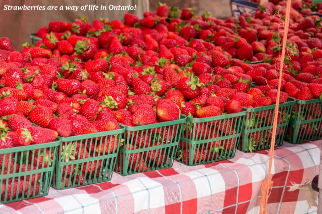 Punnets of strawberries in a market in Toronto, Canada 