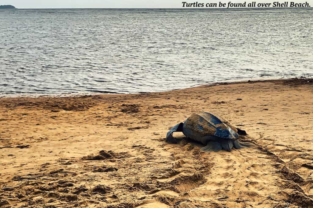 Leatherback turtle on the beach, Guyana's top natural attractions 