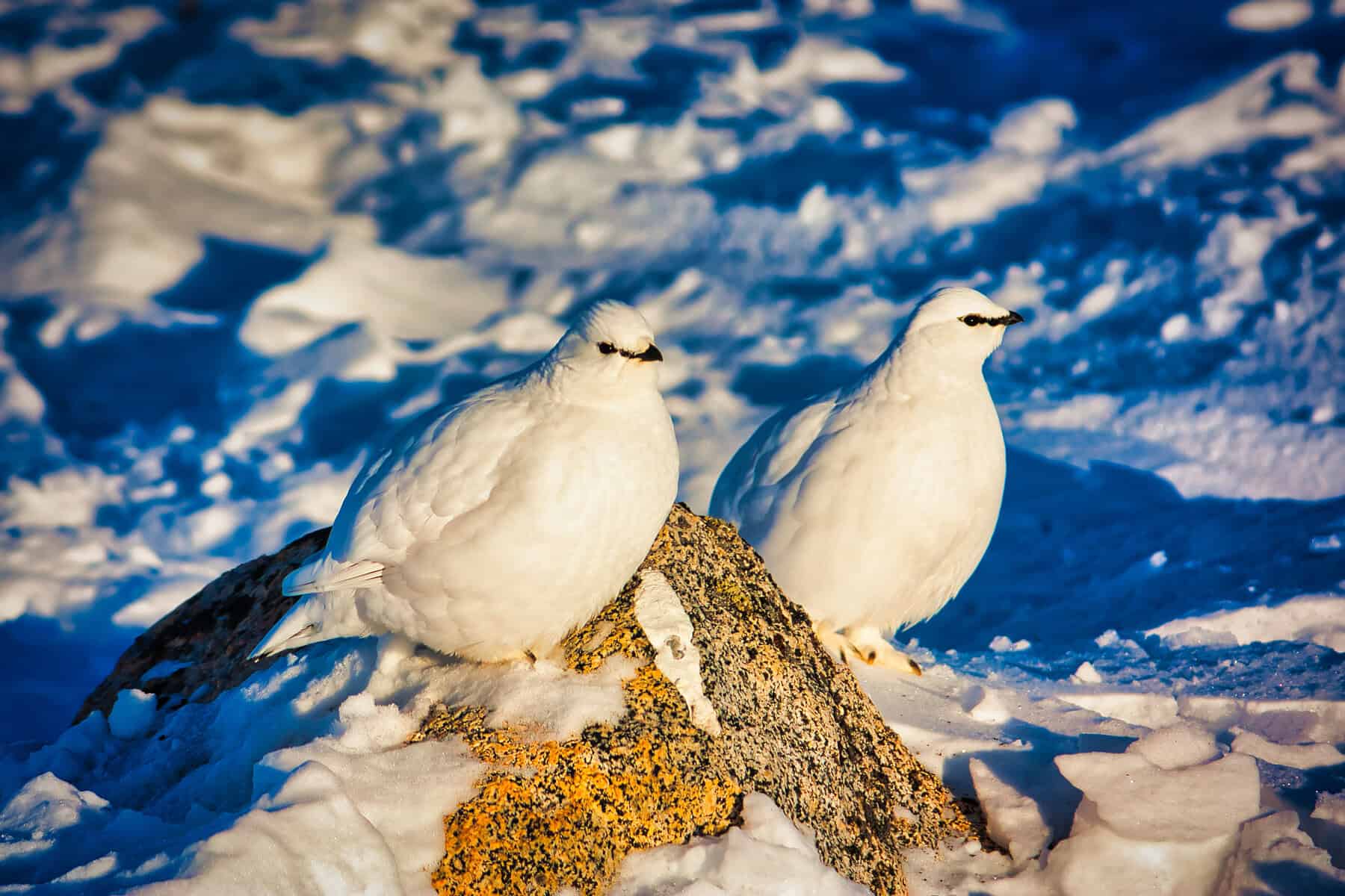 What you need to know about wildlife in Greenland