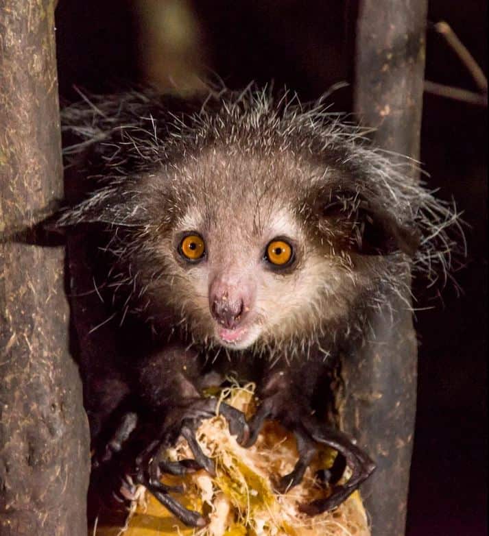 Aye aye lemur at night in the Palmarium Reserve - best places to see lemurs in Madagascar 