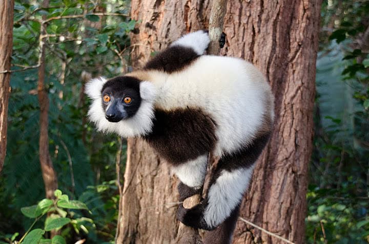 Black-and-white ruffed lemur in Ranomafana National Park, Madagascar 