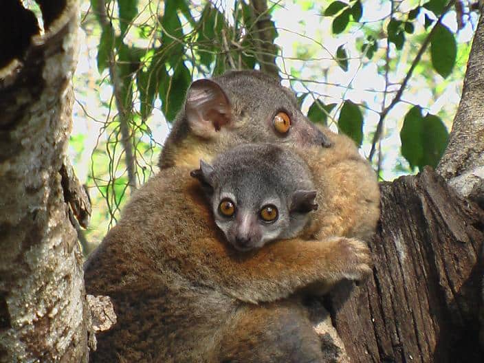 A red-tailed sportive lemur and baby at Kirindy Forest Reserve, Madagascar 