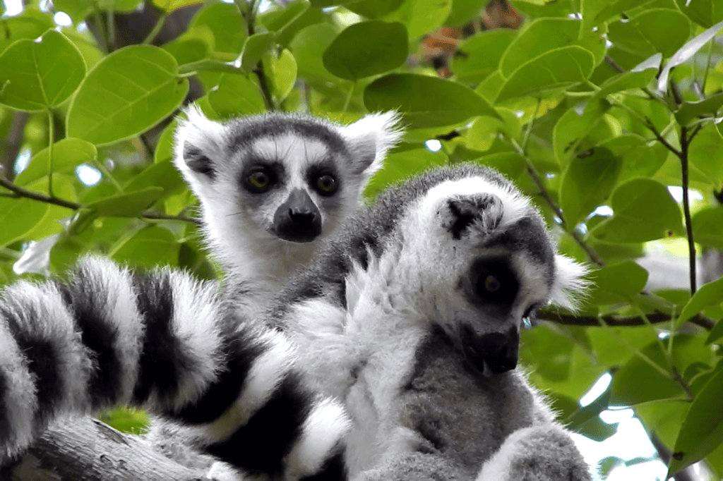 Two ring-tailed lemurs at Anja Community Reserve - the best places to see lemurs in Madagascar 