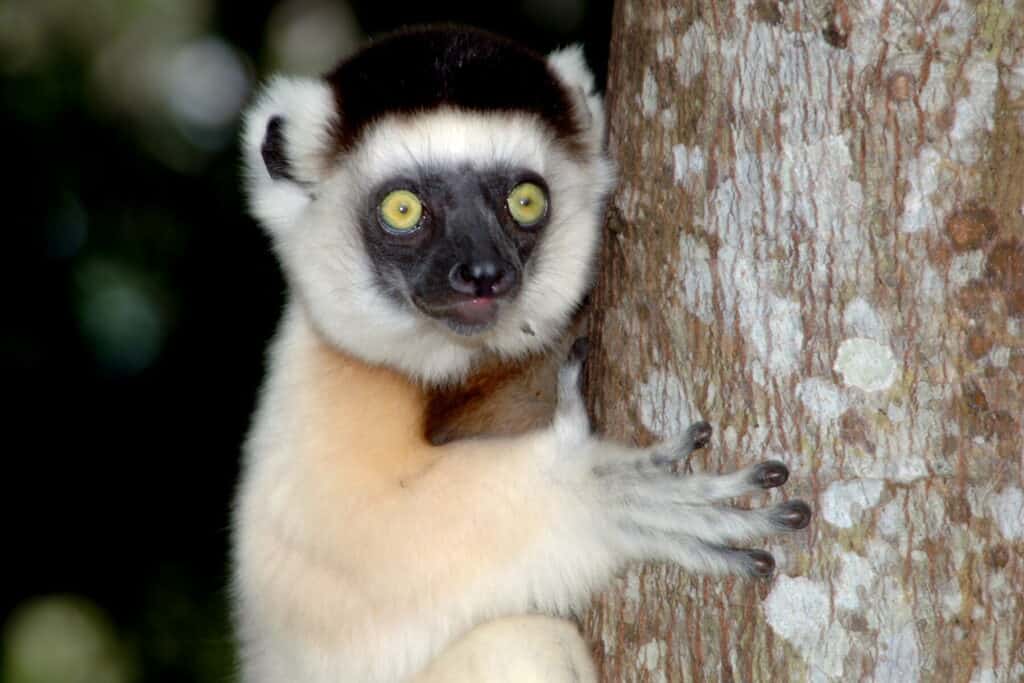 Sifaka lemur on a tree in Berenty reserve - best places to see lemurs in Madagascar 