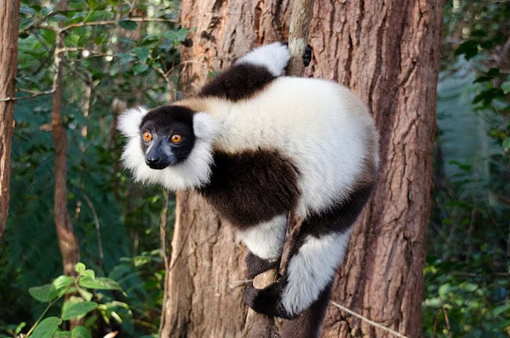 Black-and-white ruffed lemur at Ranomafana National Parkin Madagascar - best safaris in Africa