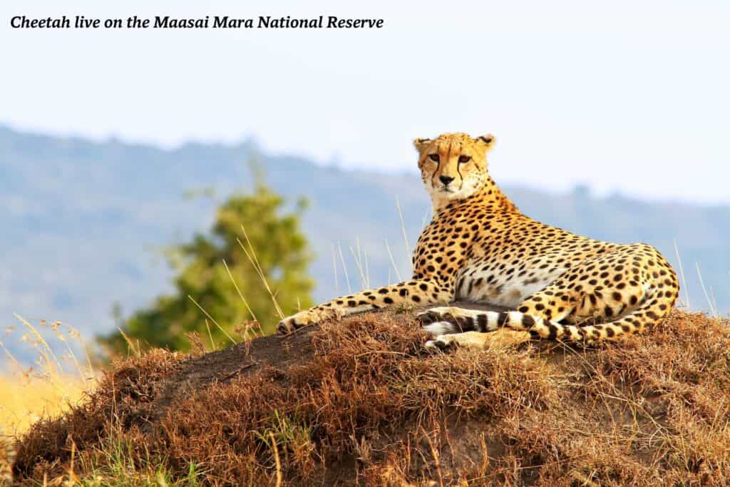 A cheetah sits on a rock in the Maasai Mara National Reserve in Kenya 