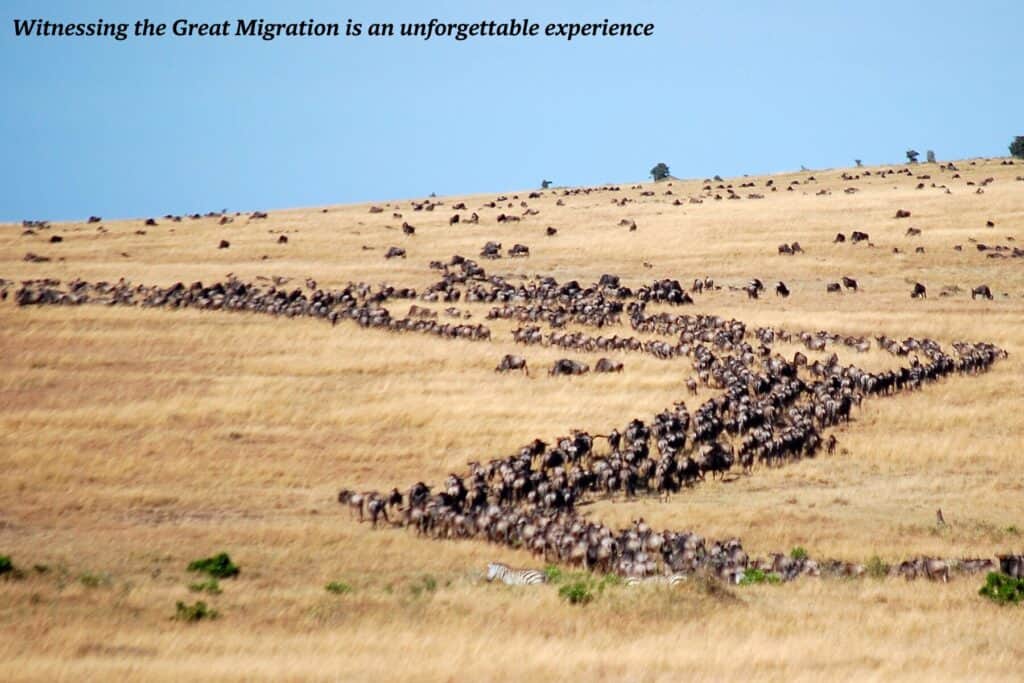 Great Migration in Tanzania 