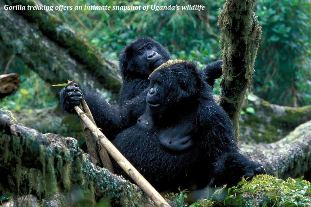 Two mountain gorillas in Bwindi Impenetrable Forest in Uganda - gorilla trekking in Uganda 