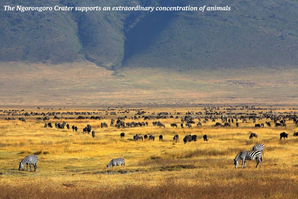 Zebra in the Ngorongoro Crater in Tanzania - gorilla trekking in Uganda 