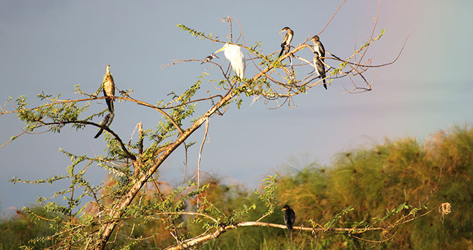 Birds, Lake Ihema, Rwanda by Anna Moores