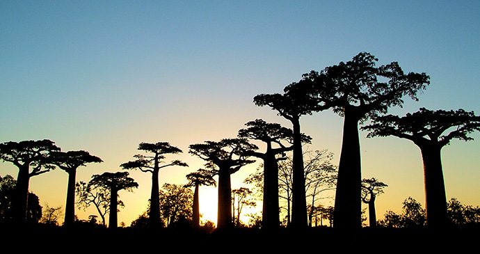 Avenue des Baobabs Madagascar by purcell, Shutterstock