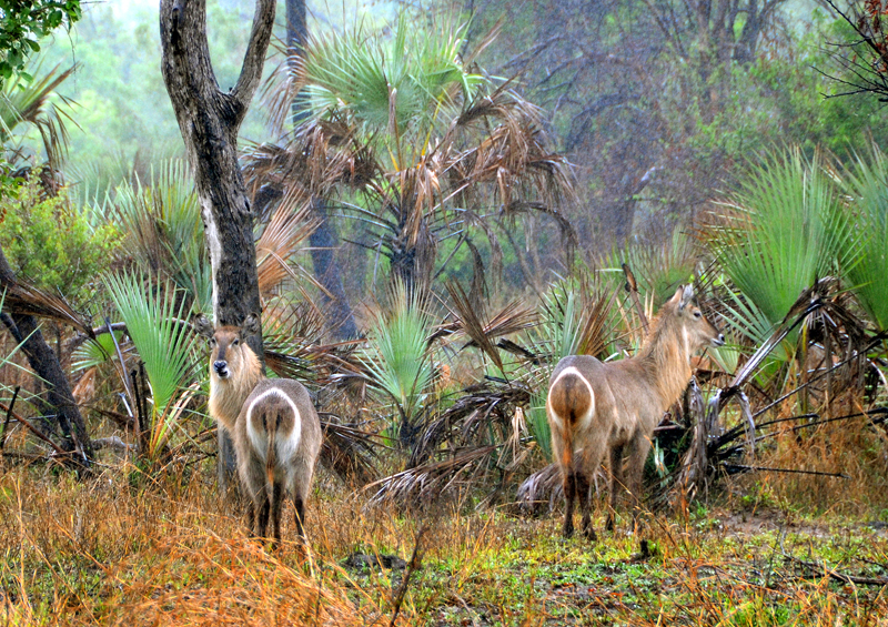 Waterbuck, Gorongosa National Park, Mozambique by Andrzej Grzegorczyk, Shutterstock