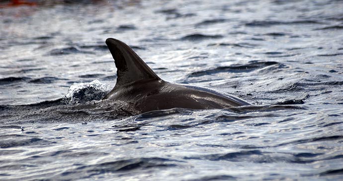 Bottlenose dolphin Menai Bay Zanzibar Tanzania by Attila JANDI, Shutterstock