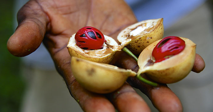 Nutmeg Spice Tour Zanzibar Tanzania by Sivanadar Shutterstock