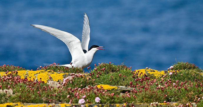 Arctic tern Orkney Scotland by Orkney.com