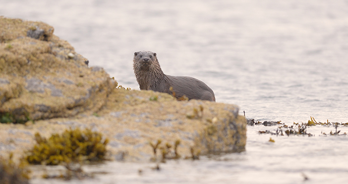 Otter Orkney by Orkney.com
