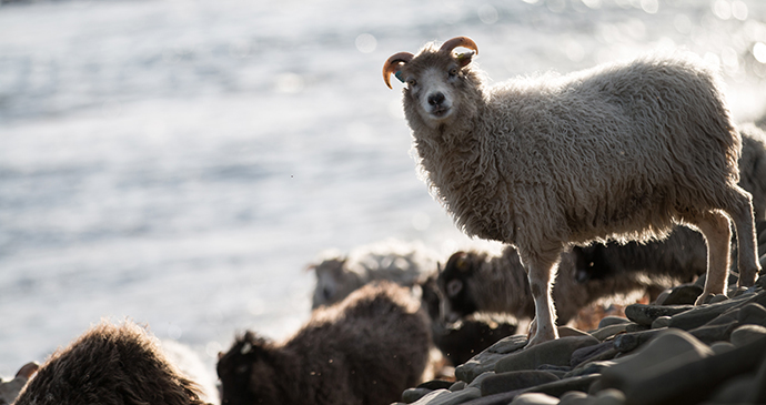 North Ronaldsay sheep Orkney Scotland by Orkney.com