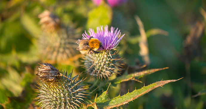 Great yellow bumblebee thistle Orkney by Kenny Lam, VisitScotland