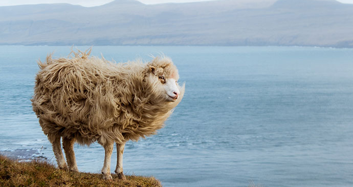 sheep, Kirkjubour, Faroe Islands by Michelle Geerardyn