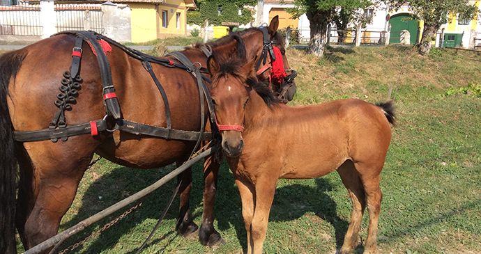 Outdoor adventure in Transylvania