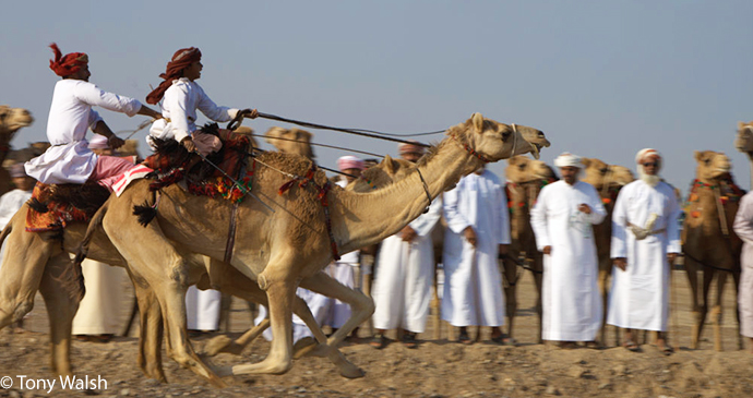 Camel breeding and racing